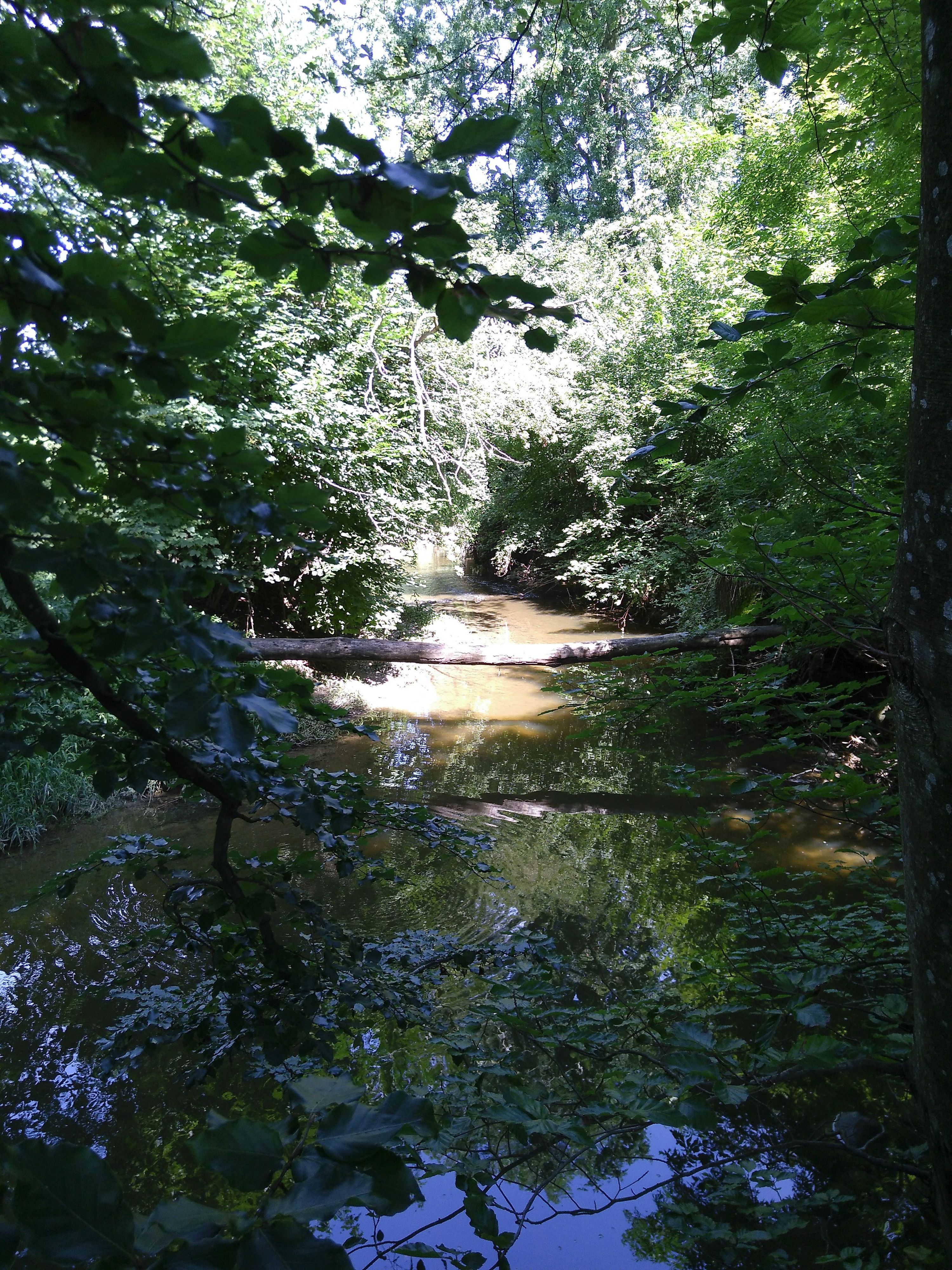 Ruscello nella foresta