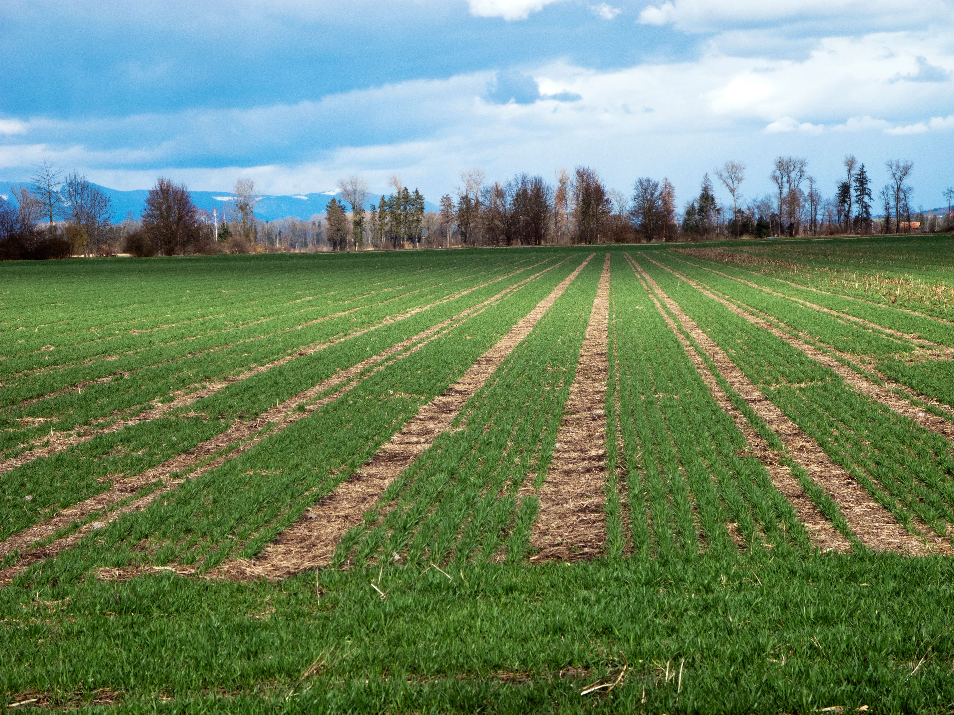 Campo di grano invernale in file larghe