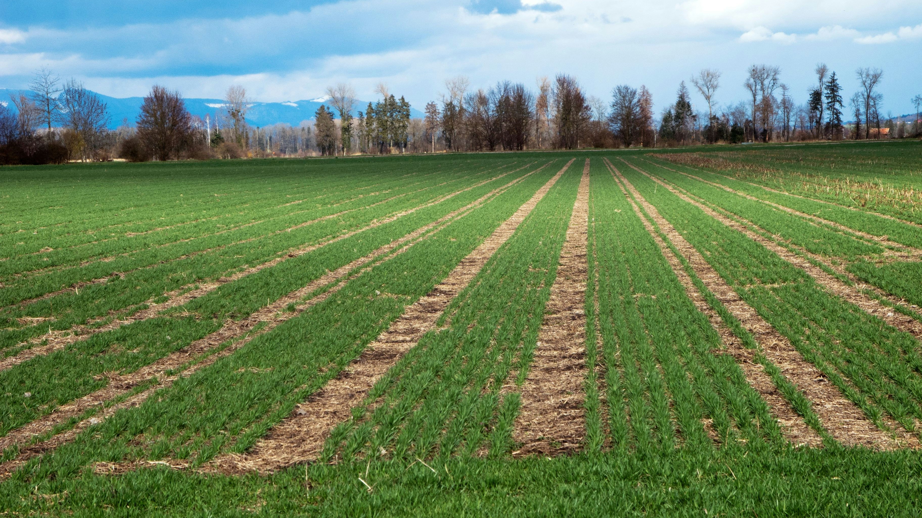 Campo di grano invernale in file larghe