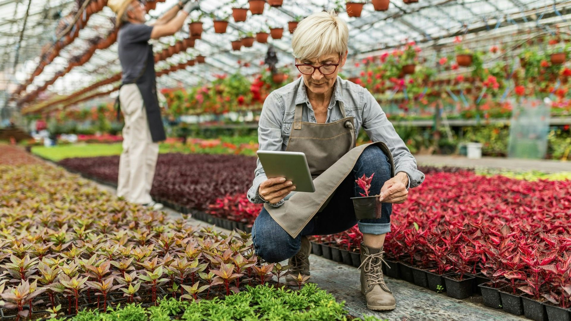 Una donna anziana esamina i fiori e utilizza un tablet digitale mentre lavora in una serra.