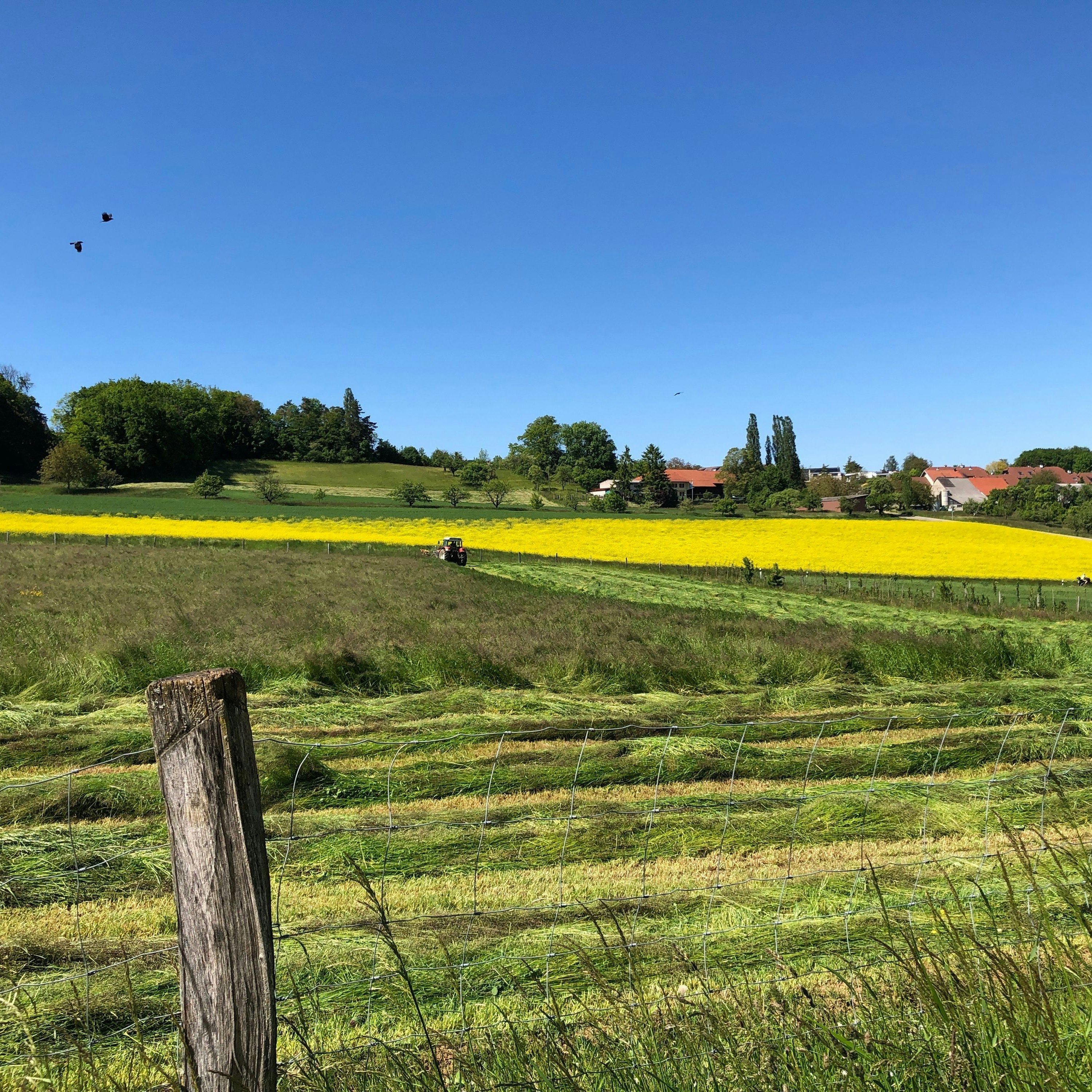Paesaggio con prati, alberi e cielo blu