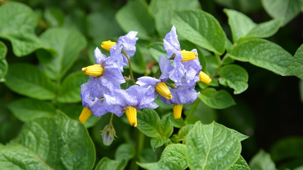 Primo piano di un fiore di patata (colore viola-giallo)