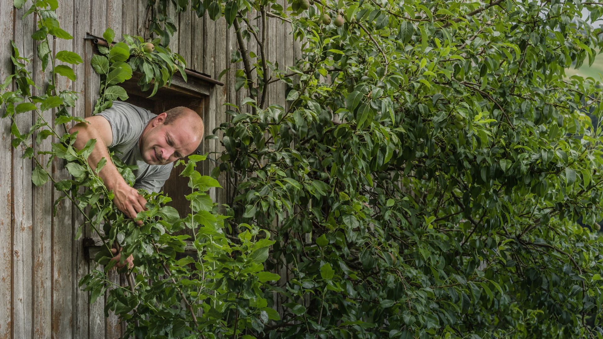 Andreas Büeler, agricoltore di Rüeterswil, SG. Guarda fuori dalla finestra del fienile e pota un albero che cresce alto.