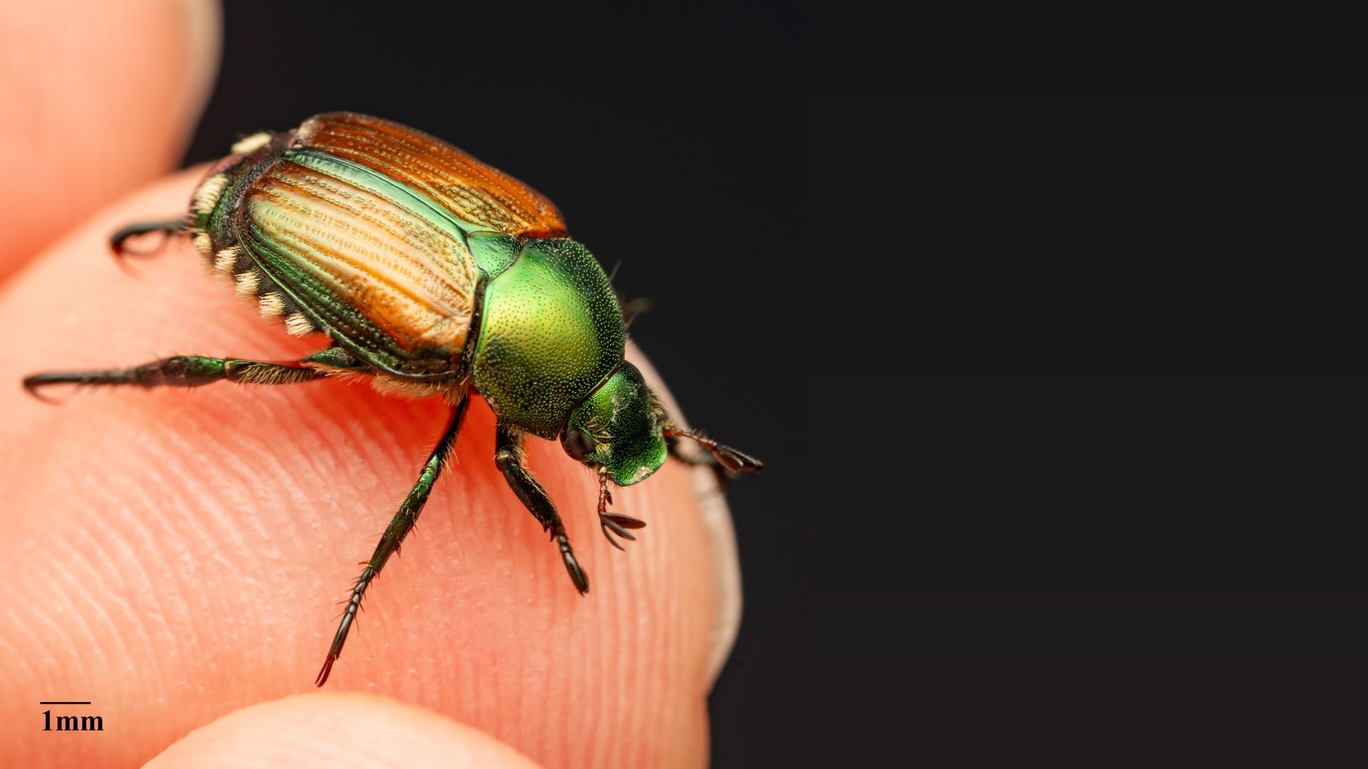 Primo piano del coleottero giapponese su un dito