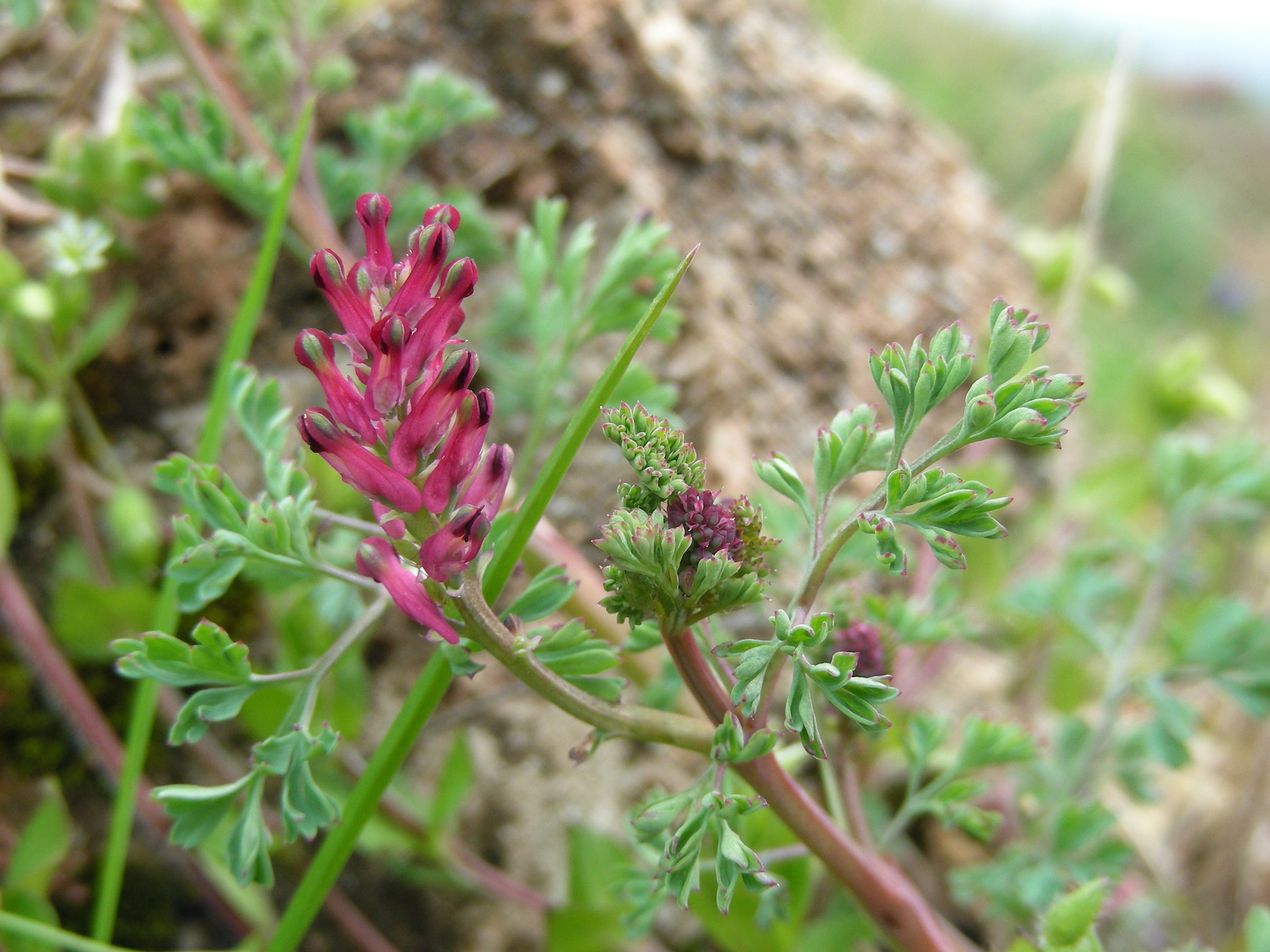 Fumaria officinale