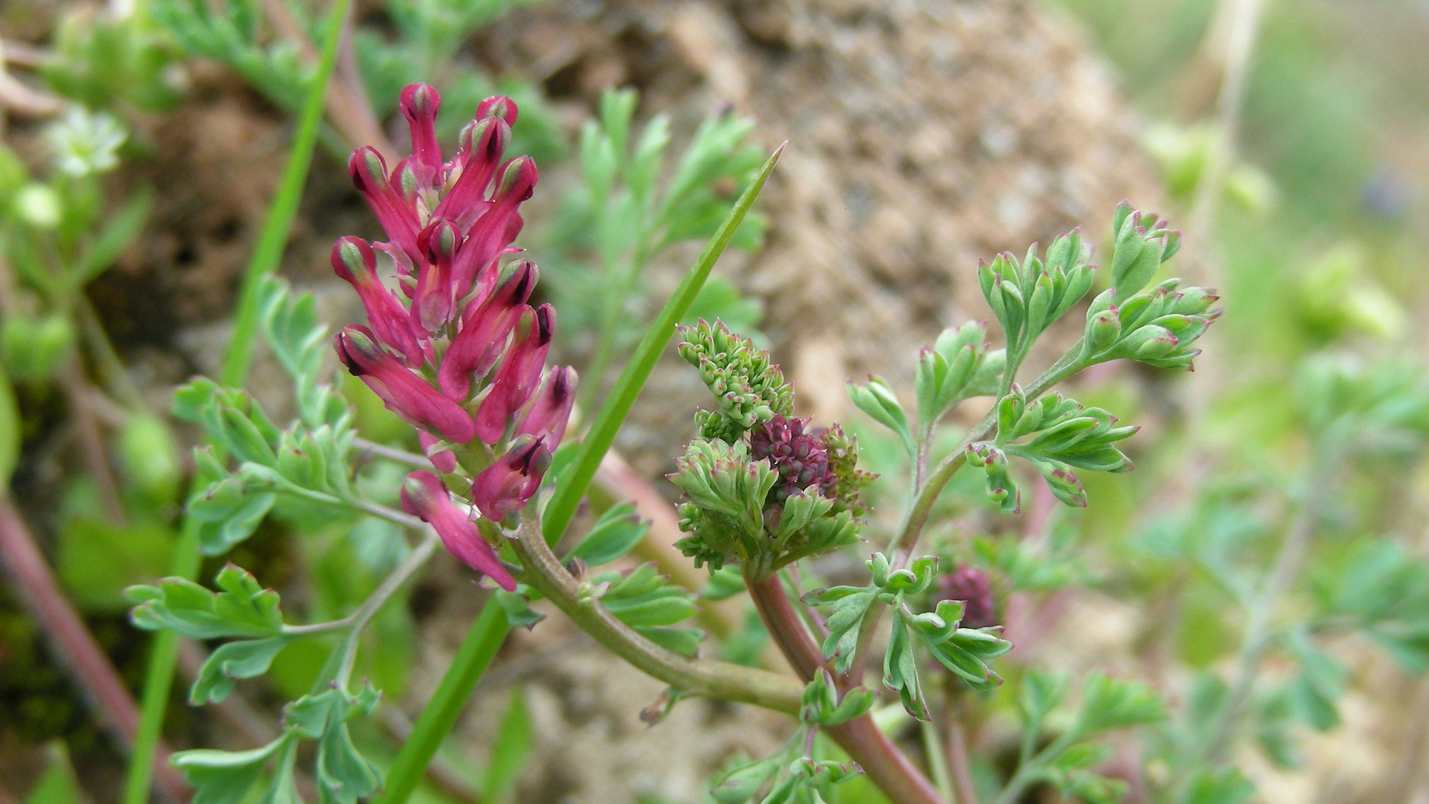 Fumaria officinale