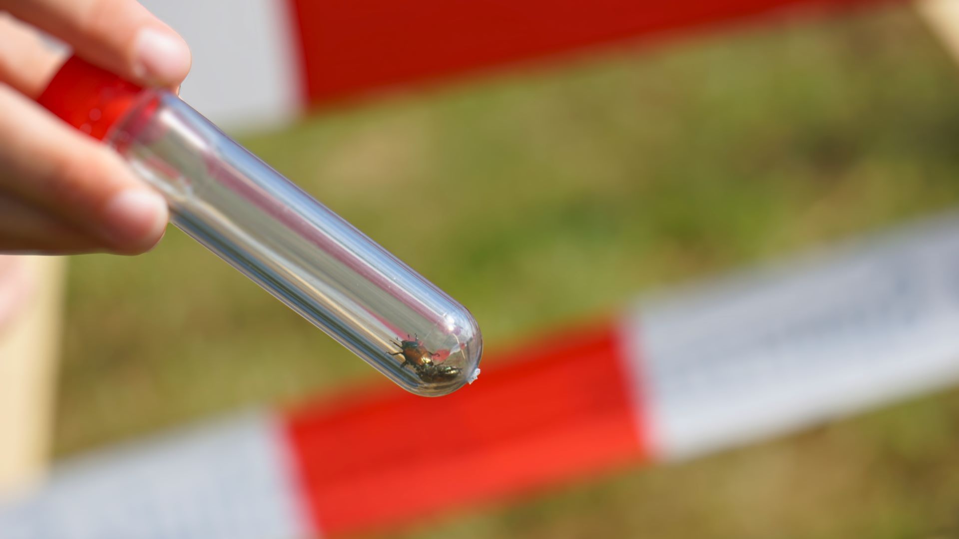 Due esemplari di Popillia japonica in un contenitore davanti a un nastro di delimitazione