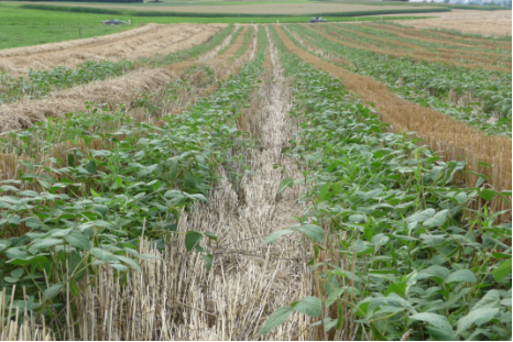 Soia e grano sullo stesso terreno