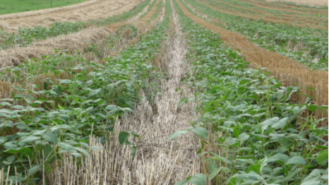 Soia e grano sullo stesso terreno