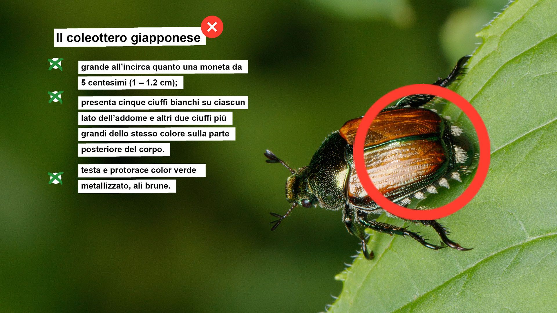 Scheda informativa coleottero giapponese