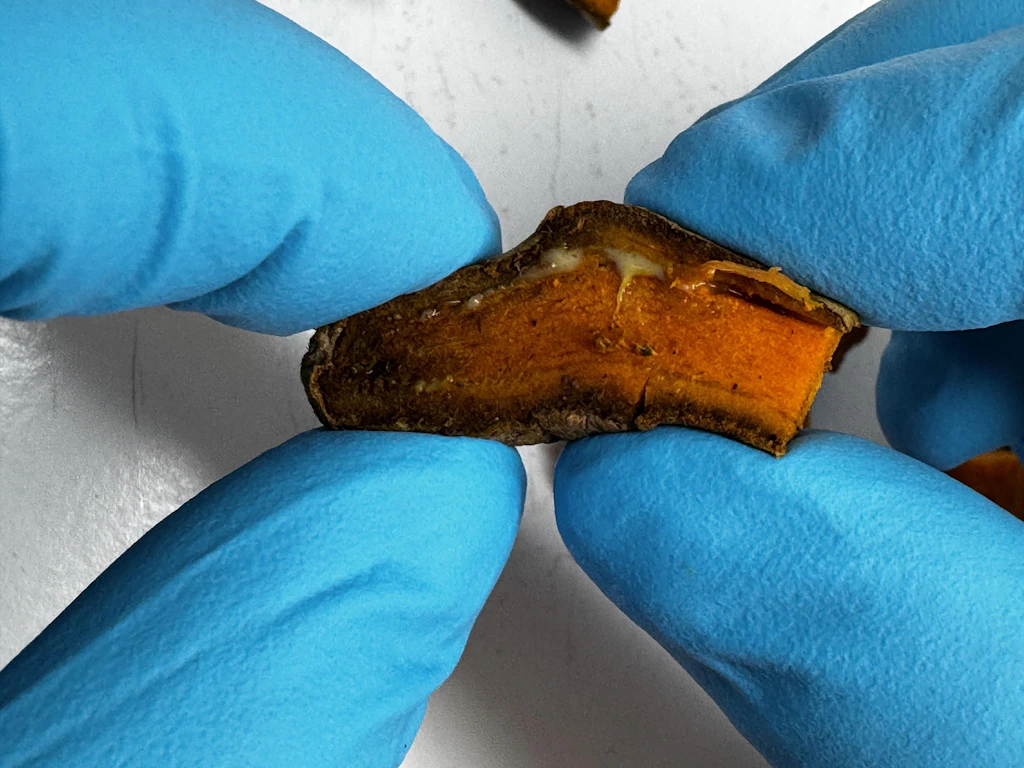  Radice di curcuma con essudato batterico, indicativo di un’infestazione da Ralstonia pseudosolanacearum. 