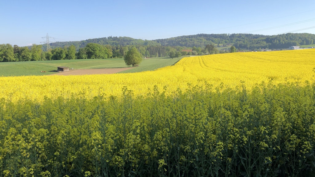 Un campo di colza in fiore si estende su una grande superficie in un paesaggio frammentato