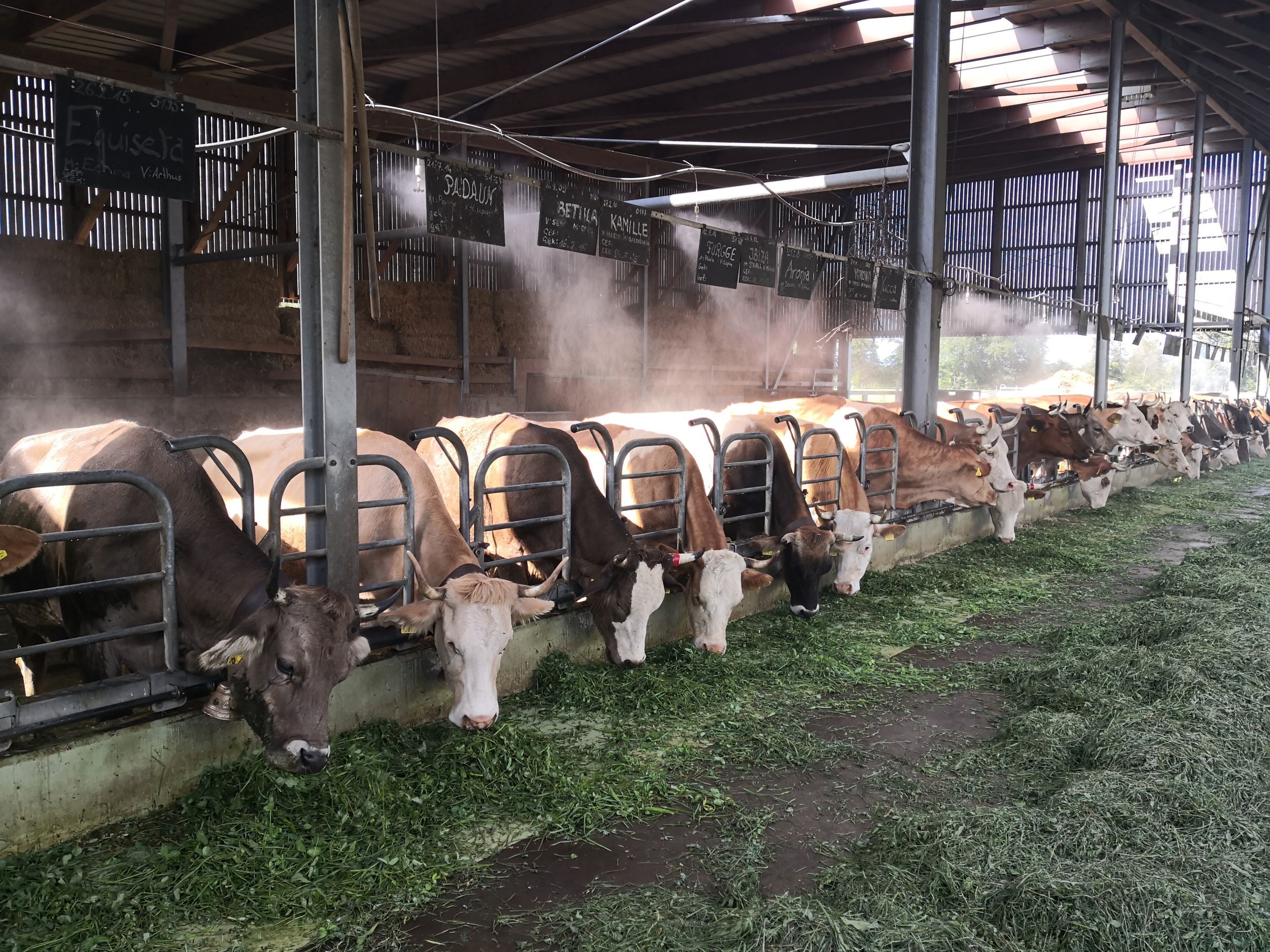 Mucche che mangiano nella stalla