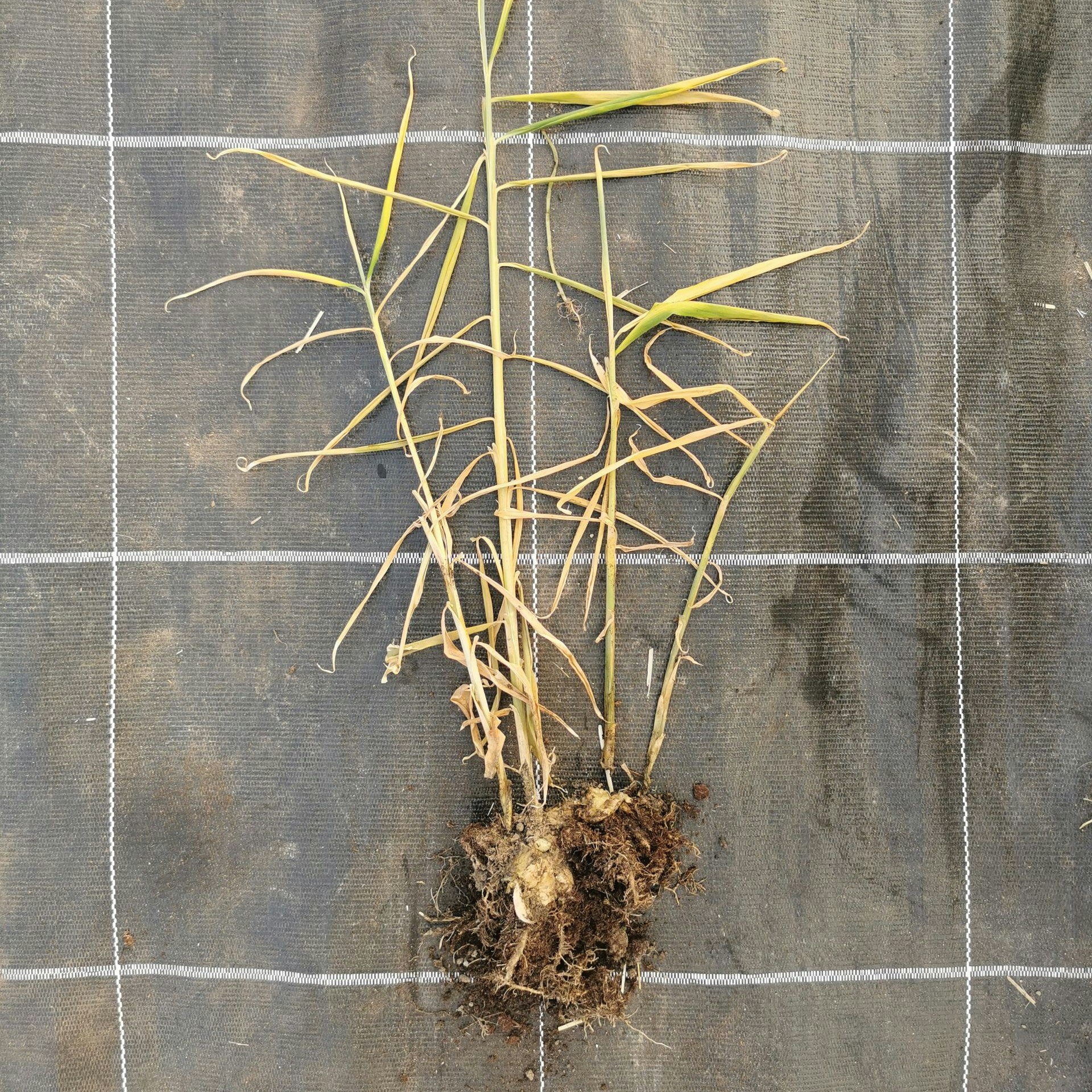 Pianta di zenzero con crescita inibita, avvizzimento delle foglie (giallastre), necrosi e marciume dell’apparato radicale