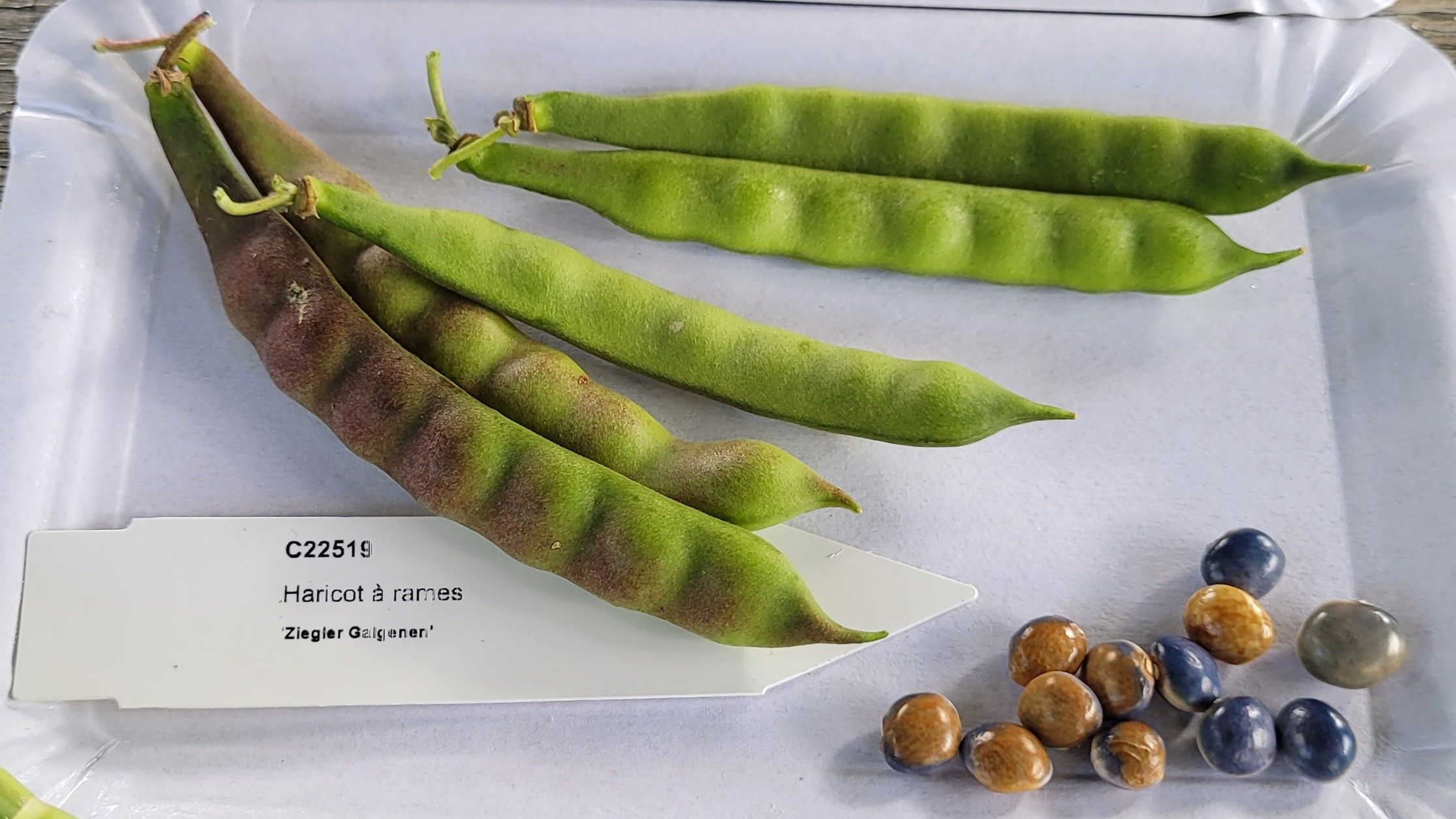 Il fagiolo su un piatto di carta ha semi marroni e bluastri.