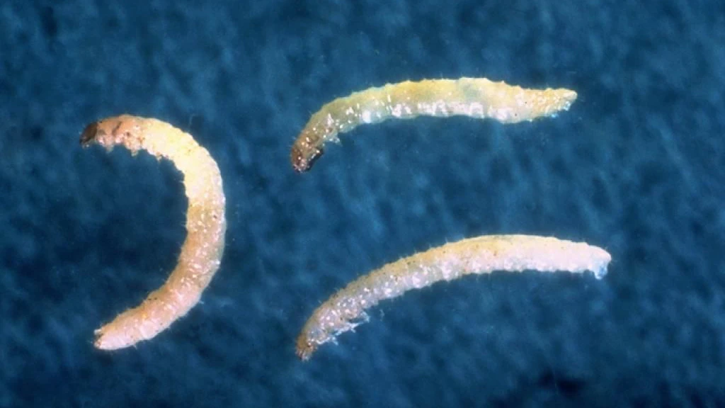 Larve di Altica della patata (Epitrix tuberis)