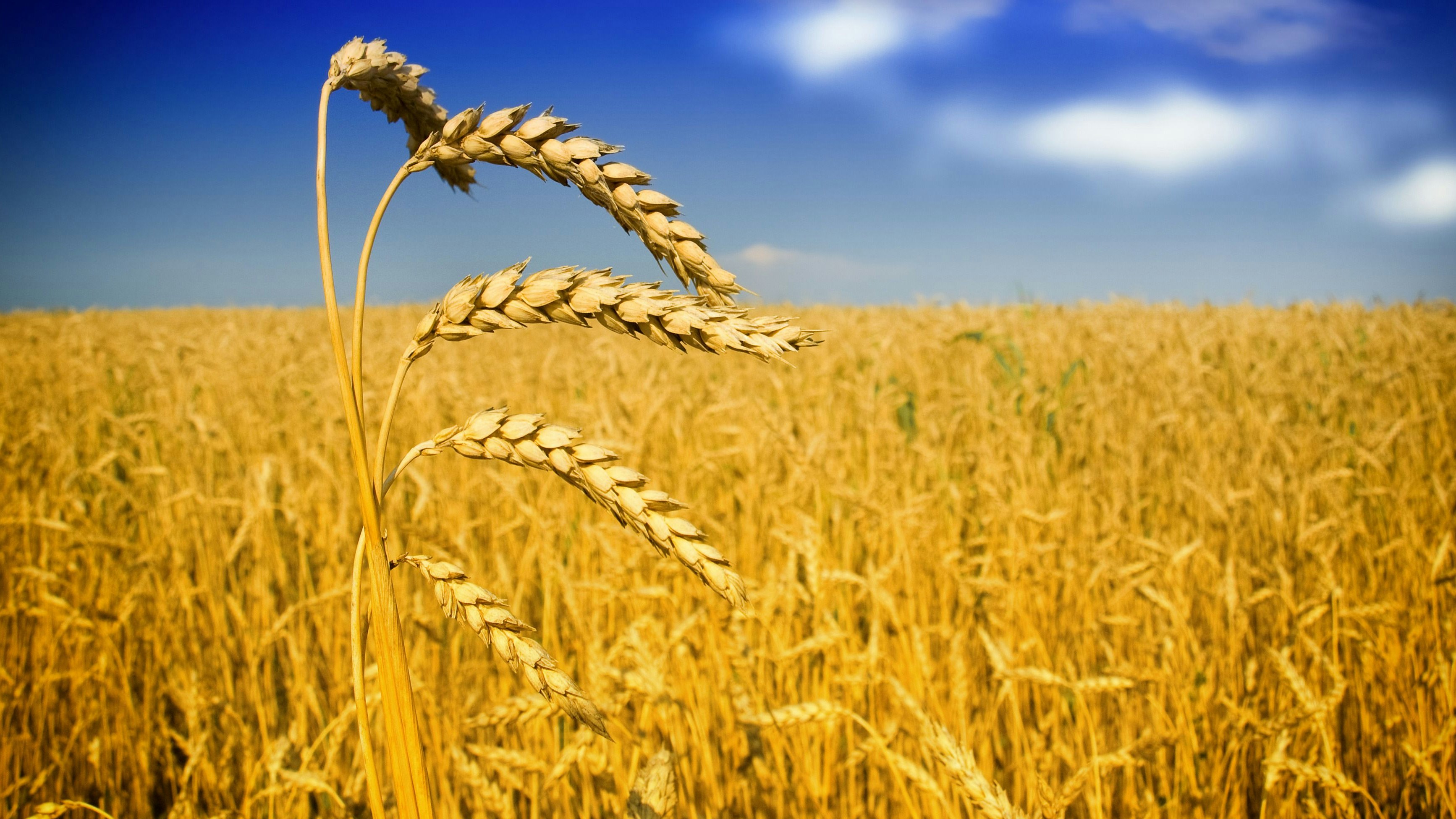 Campo di cereali con cielo blu