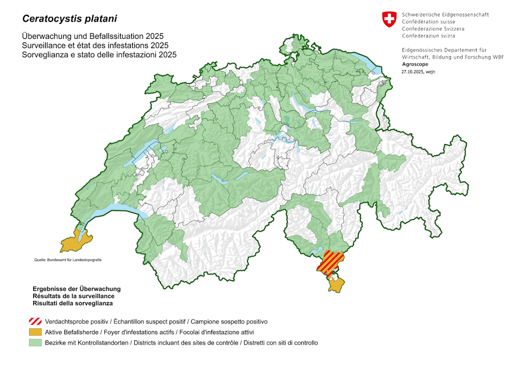 Mappa finale della sorveglianza e stato stato delle infestazioni cancro colorato del platano 2025 