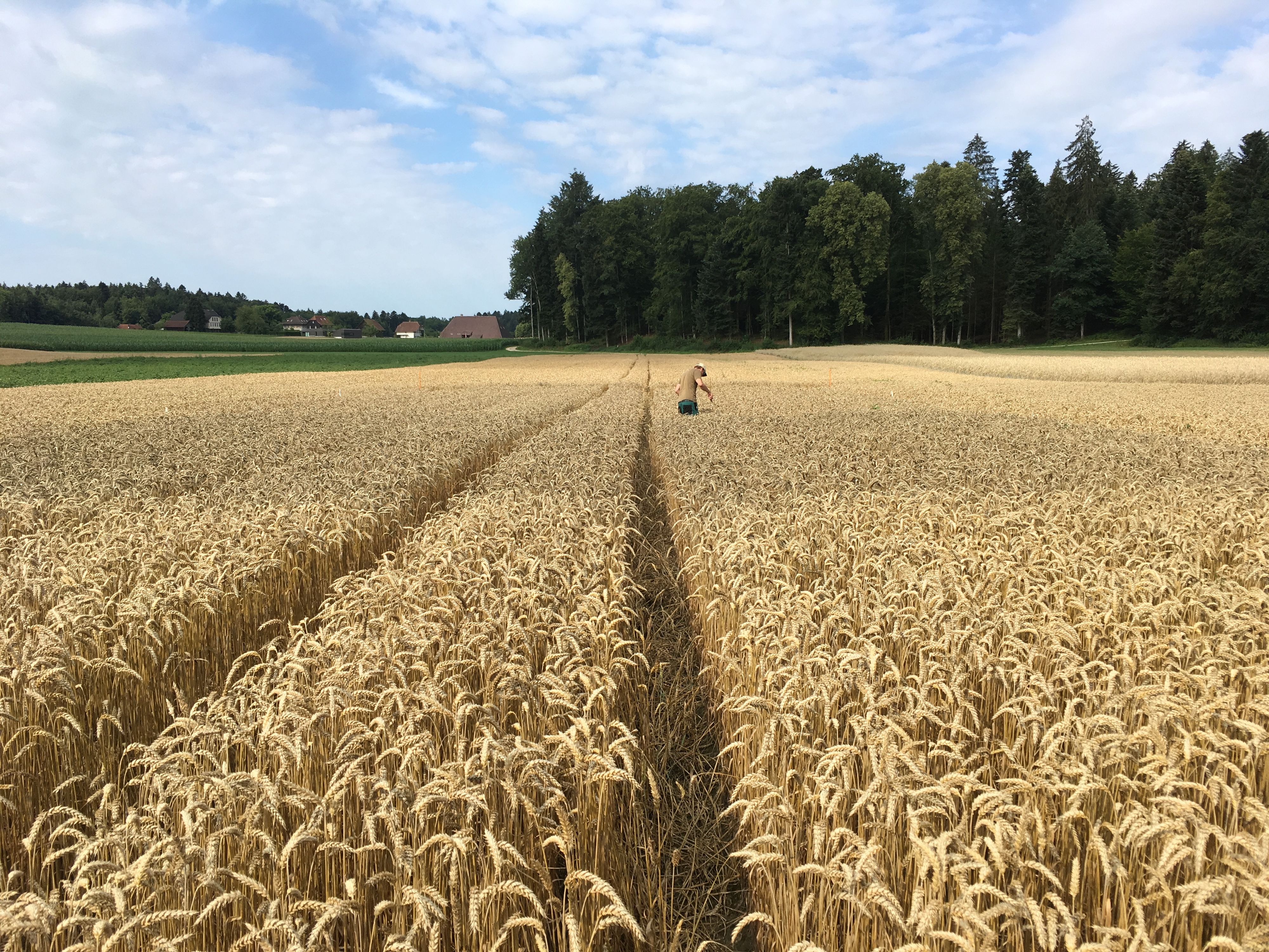 Uomo nel campo di grano