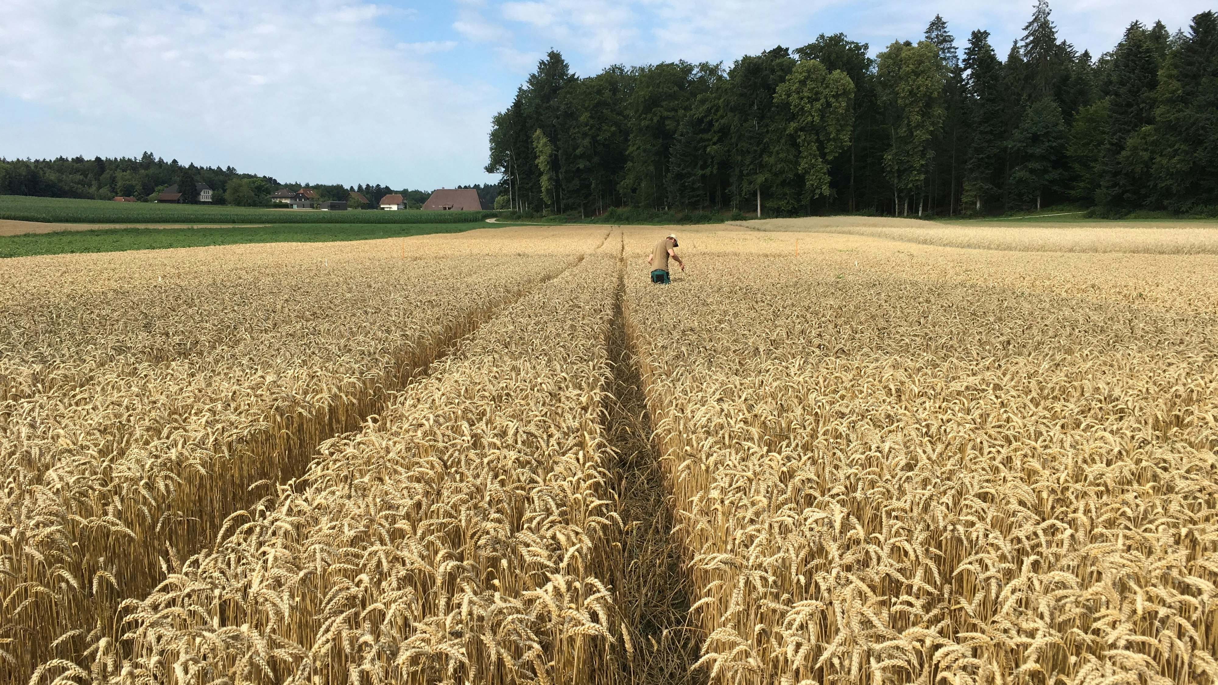 Uomo nel campo di grano