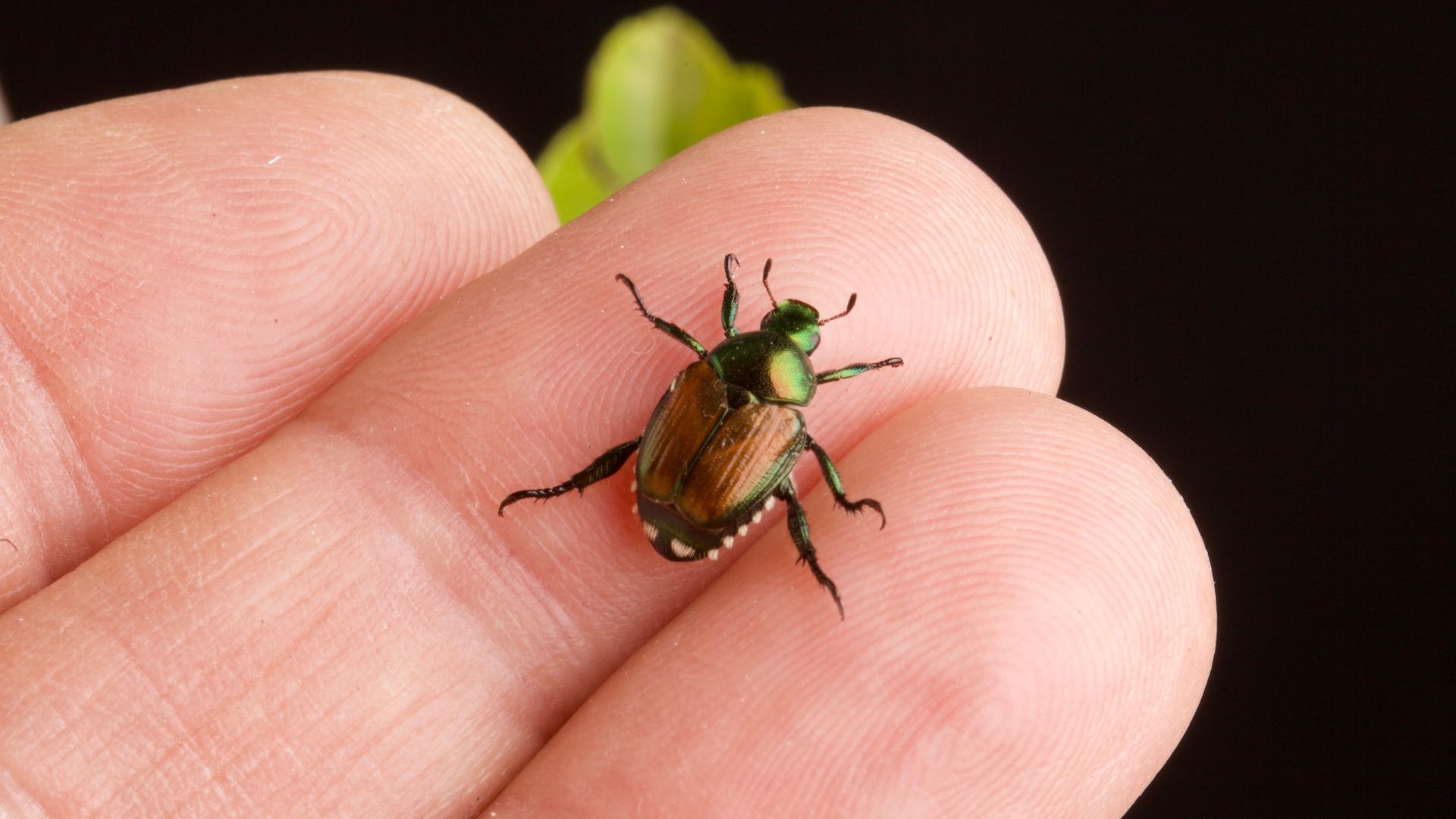 Primo piano del coleottero giapponese su un dito
