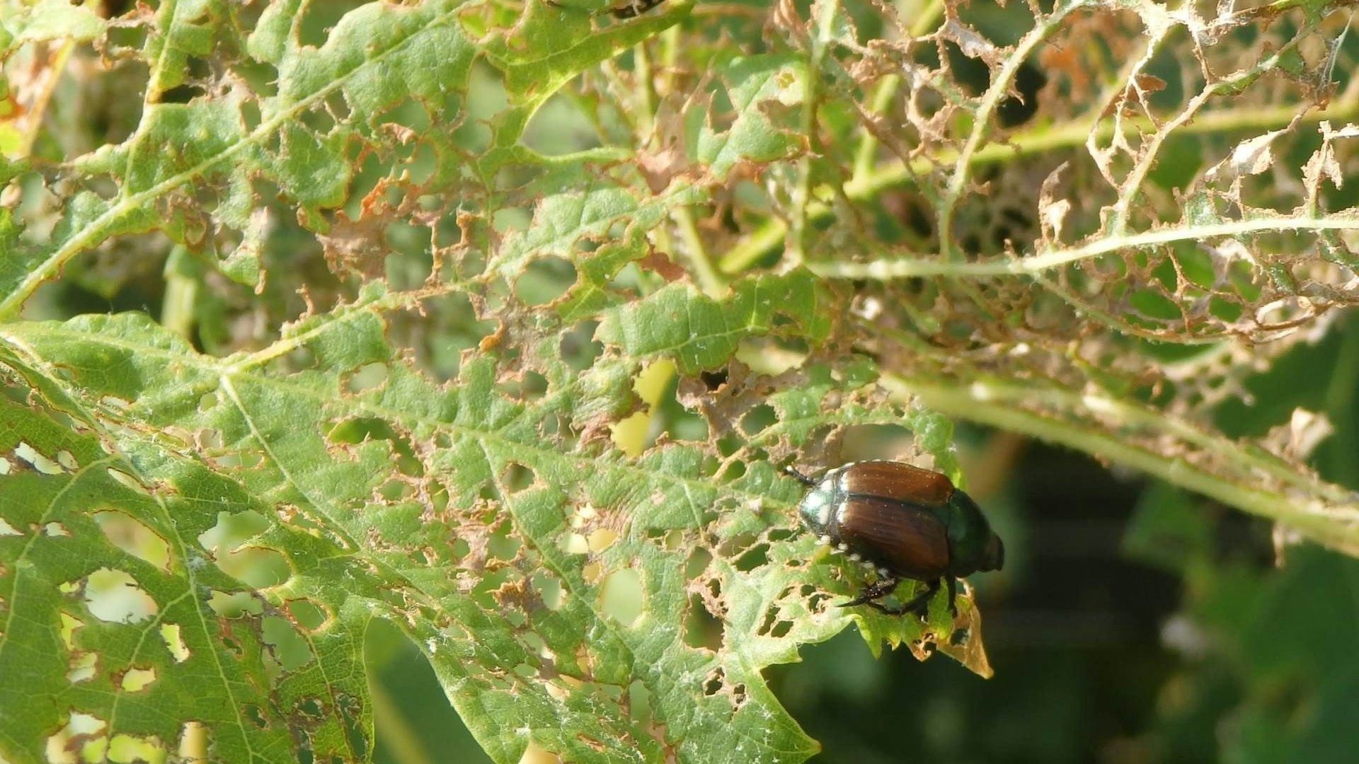 Tipica alimentazione scheletrica del coleottero giapponese