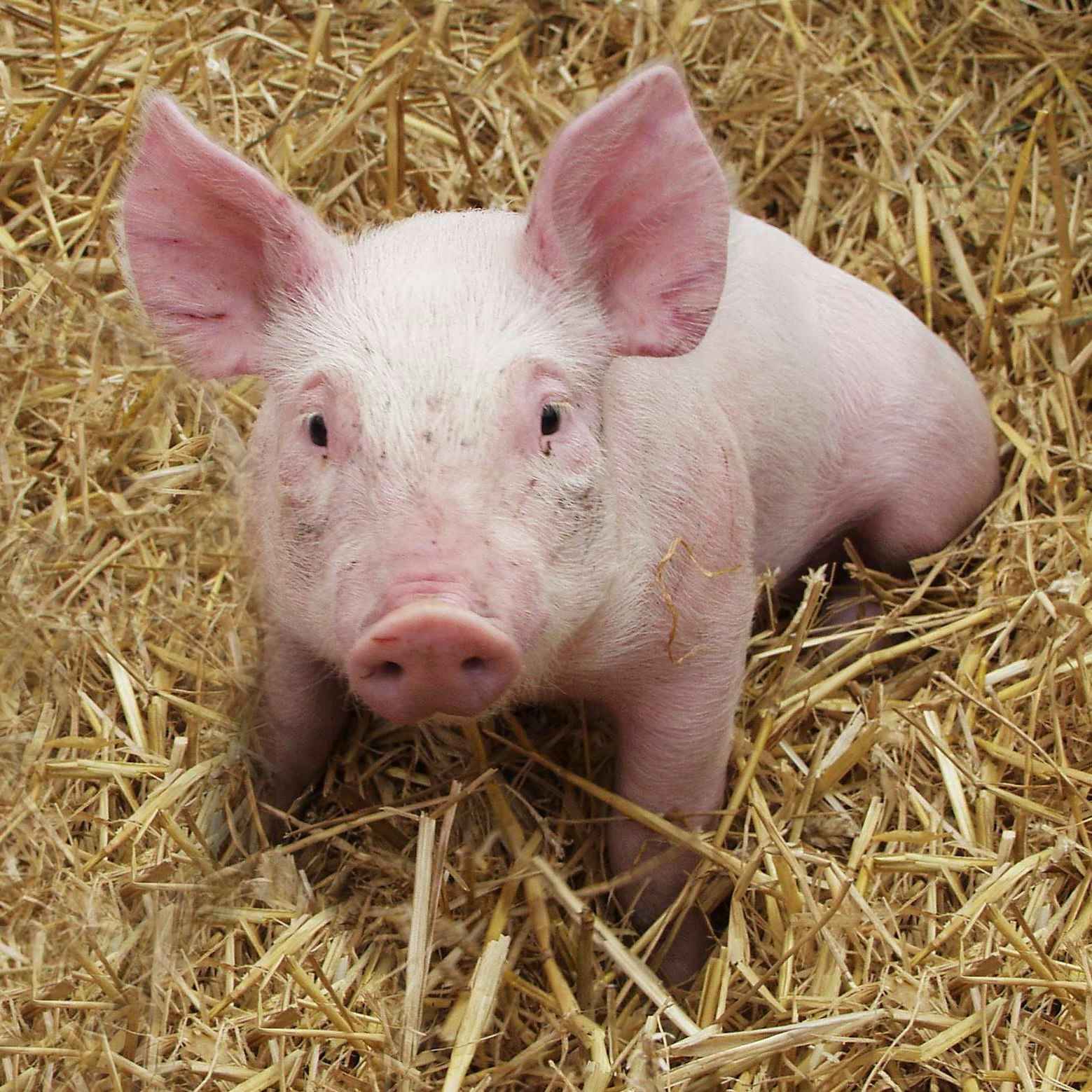 Suinetto sulla paglia