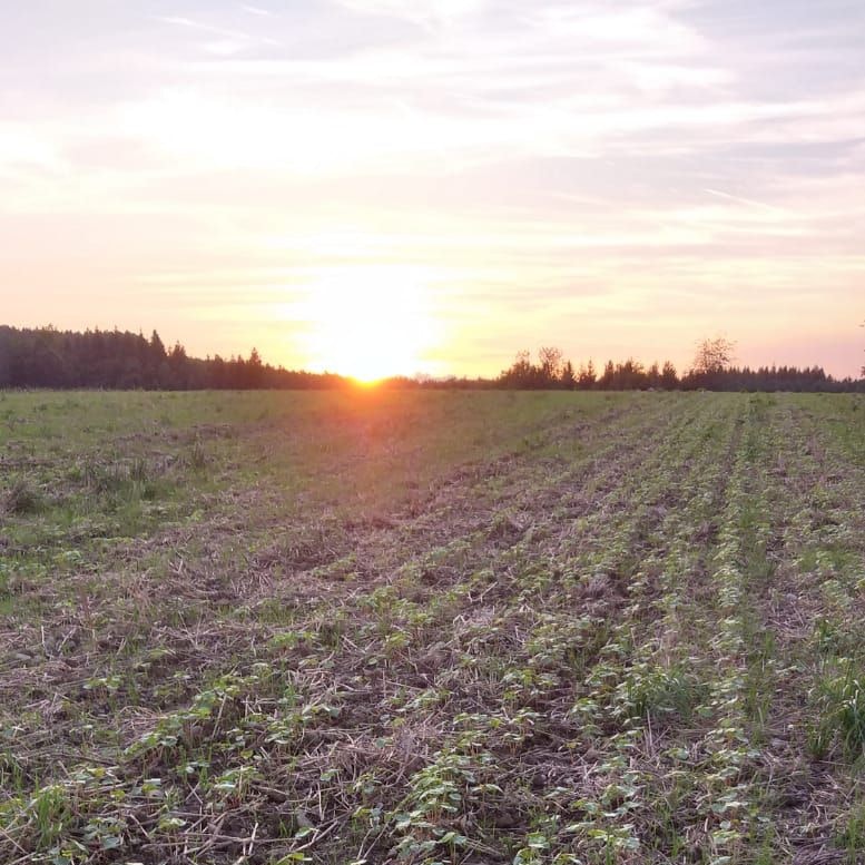 Campo seminato con grano saraceno
