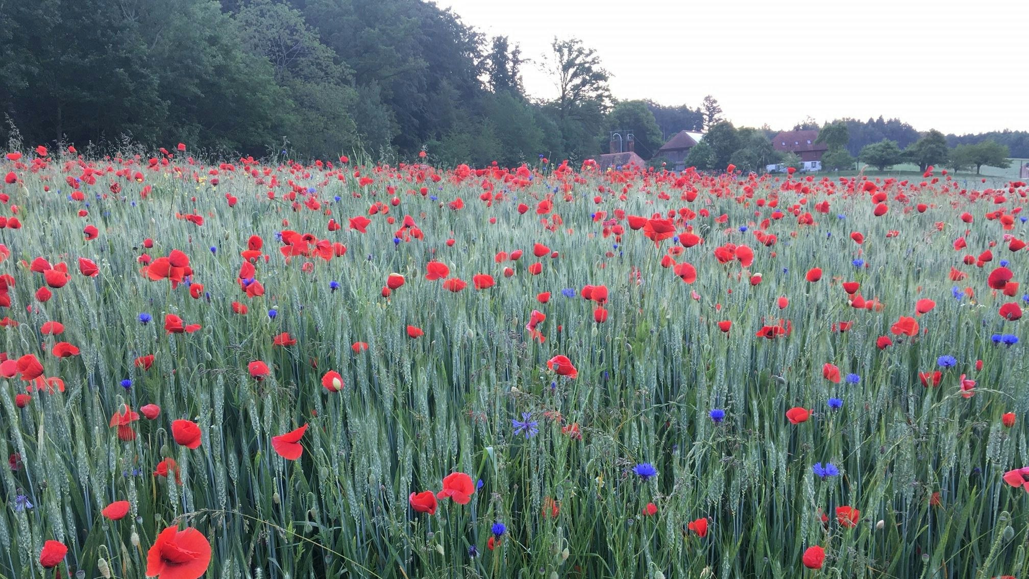 Campo di frumento con papaveri e fiordalisi