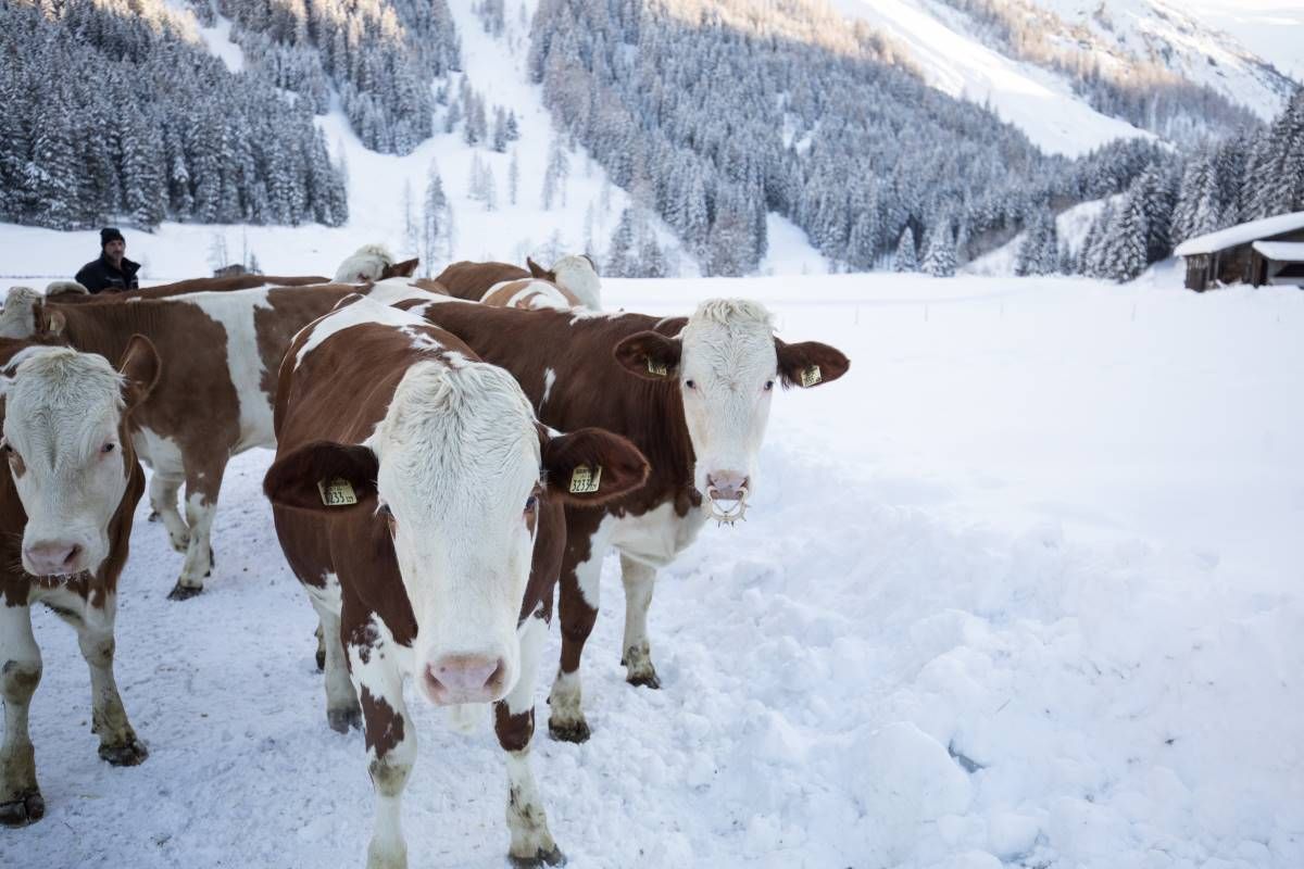 Bovini sulla neve