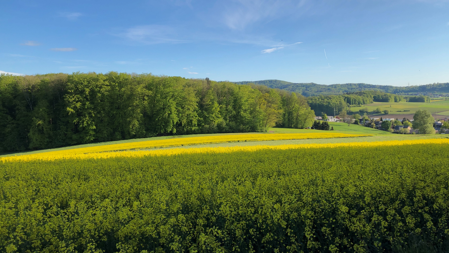 C'è un campo di colza sotto uno sfondo blu e una foresta sullo sfondo