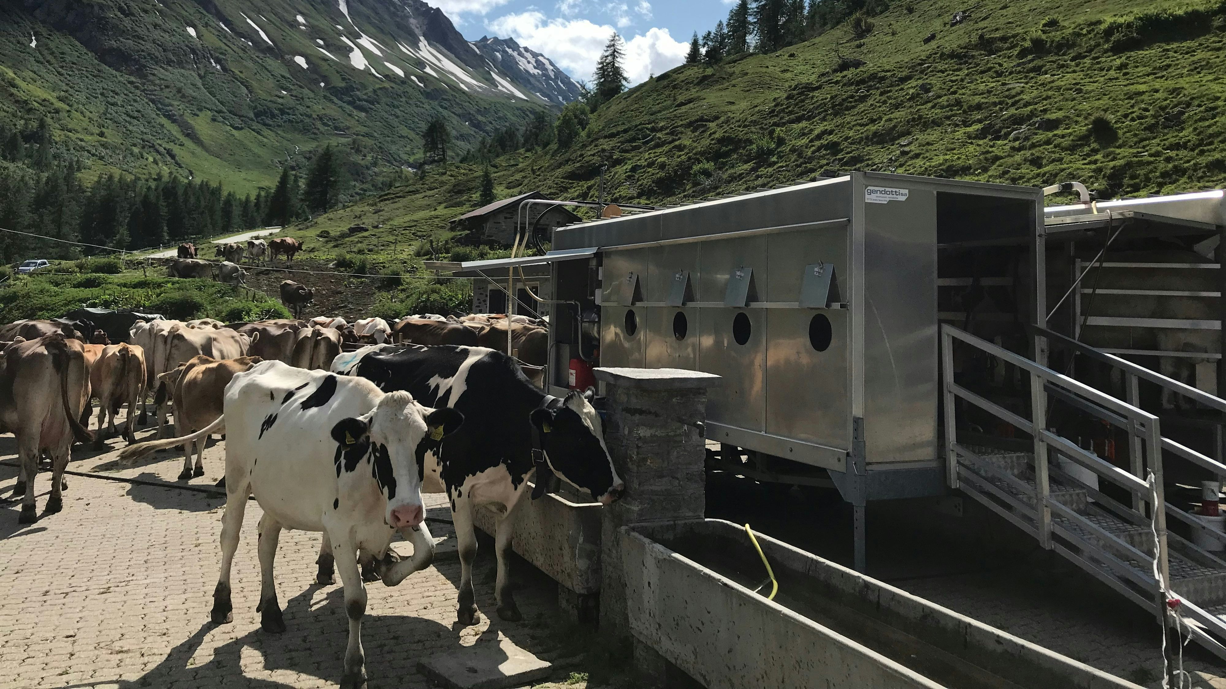 Mucche che bevono da un abbeveratoio sull'alpe, rimorchio per la mungitura sullo sfondo