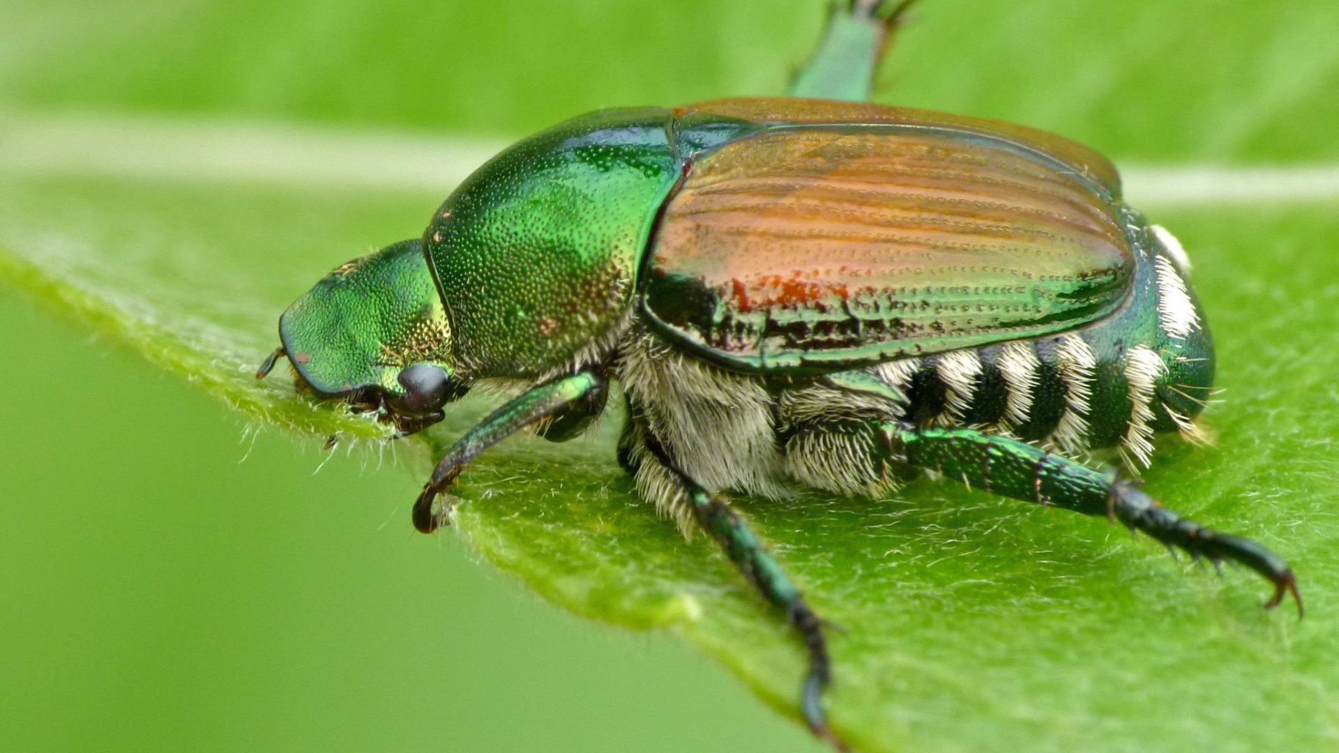 Coleottero giapponese in primo piano dall’alto