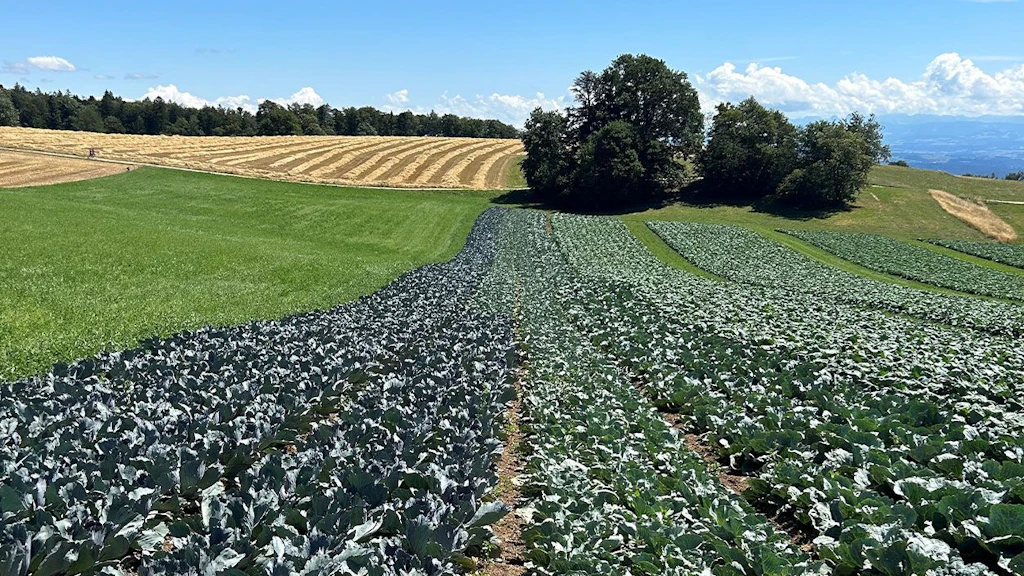 Campo di barbabietole da zucchero sotto un cielo blu
