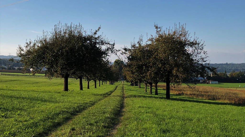 Sentiero erboso in un prato fiancheggiato da alberi da frutto ad alto fusto.