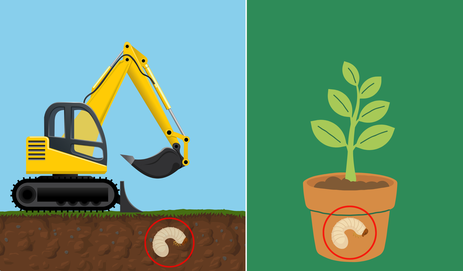 Le larve e le uova possono essere propagate tramite il trasporto di terra proveniente da zone infestate.
