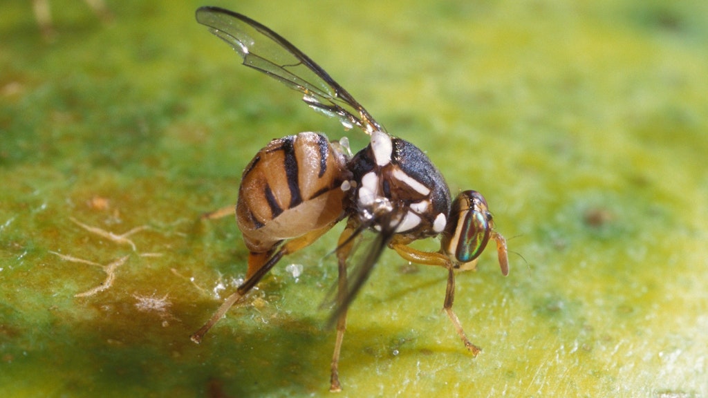Una femmina di mosca orientale della frutta intenta a deporre uova su una papaya