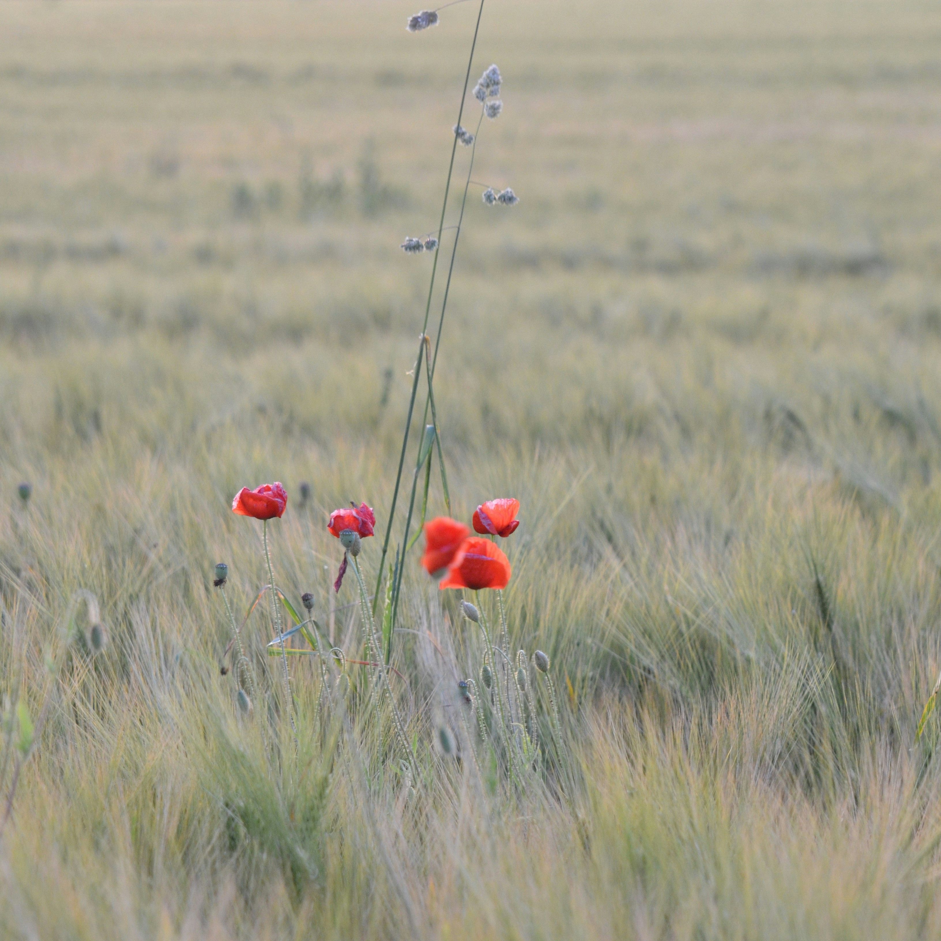 Cinque papaveri in un campo di orzo