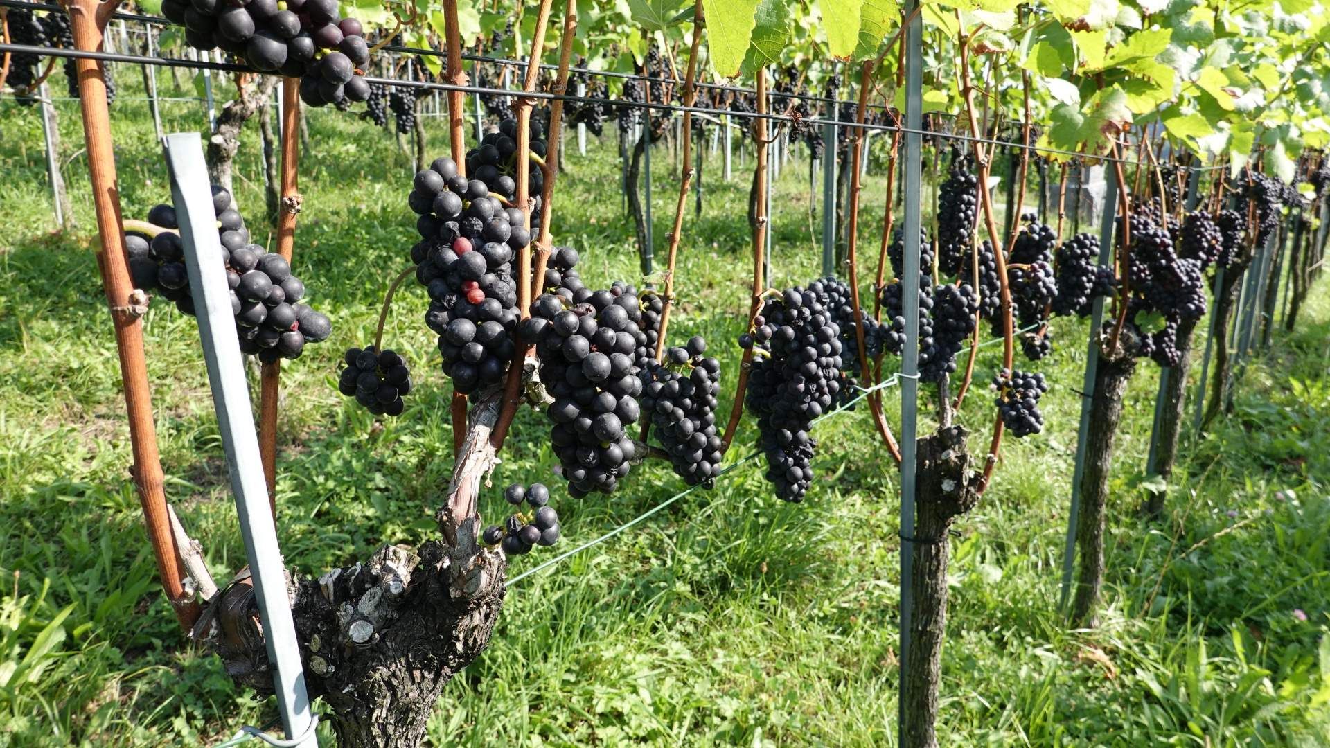 Primo piano di grappoli di uva rossa matura.