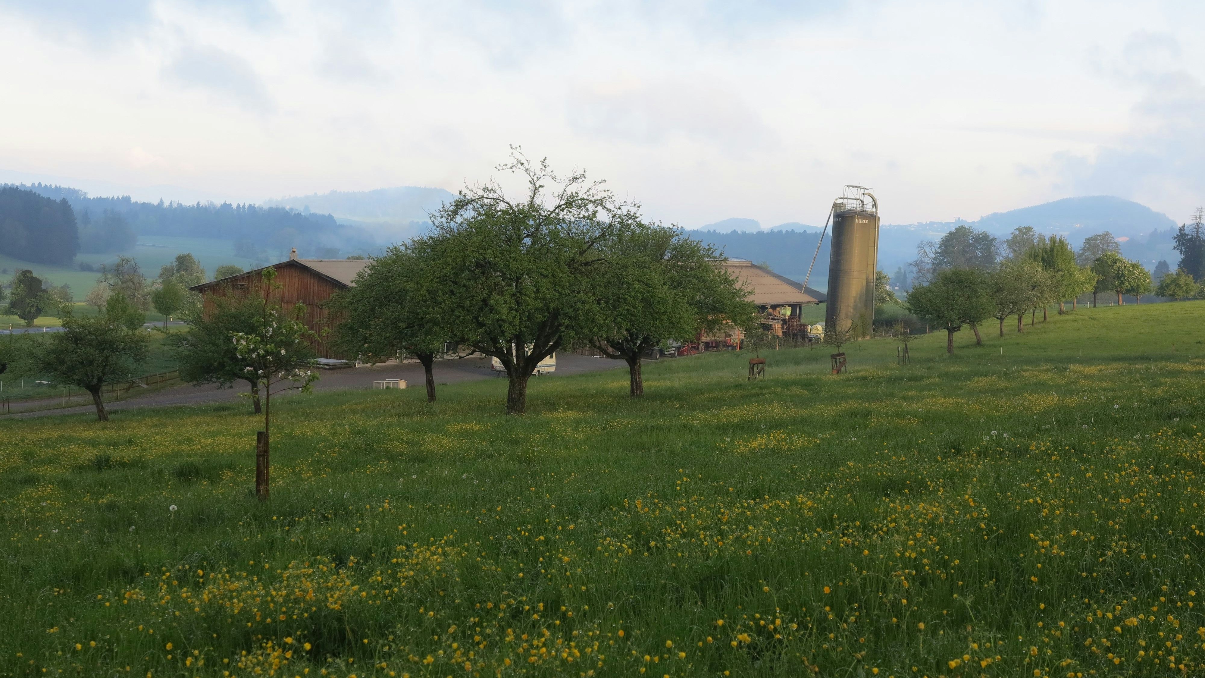 Un prato, una stalla e alberi da frutto ad alto fusto