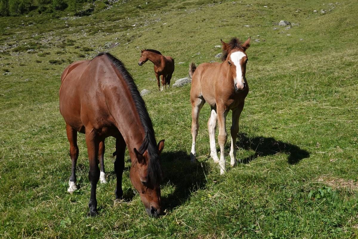 Giumenta e puledro al pascolo