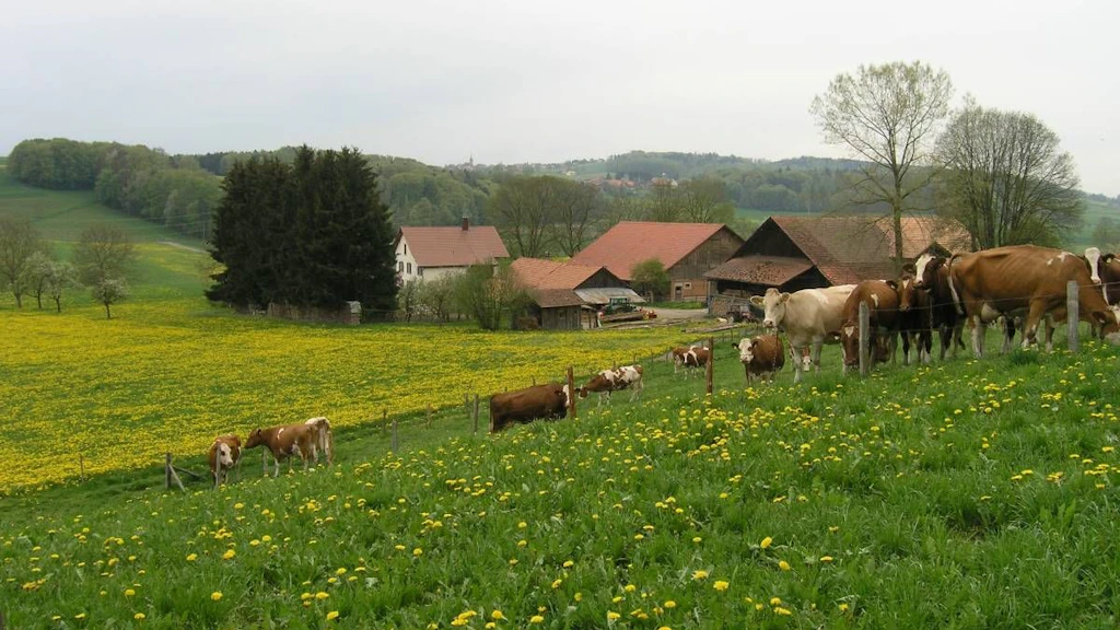 Pascolo di mucche con una fattoria sullo sfondo