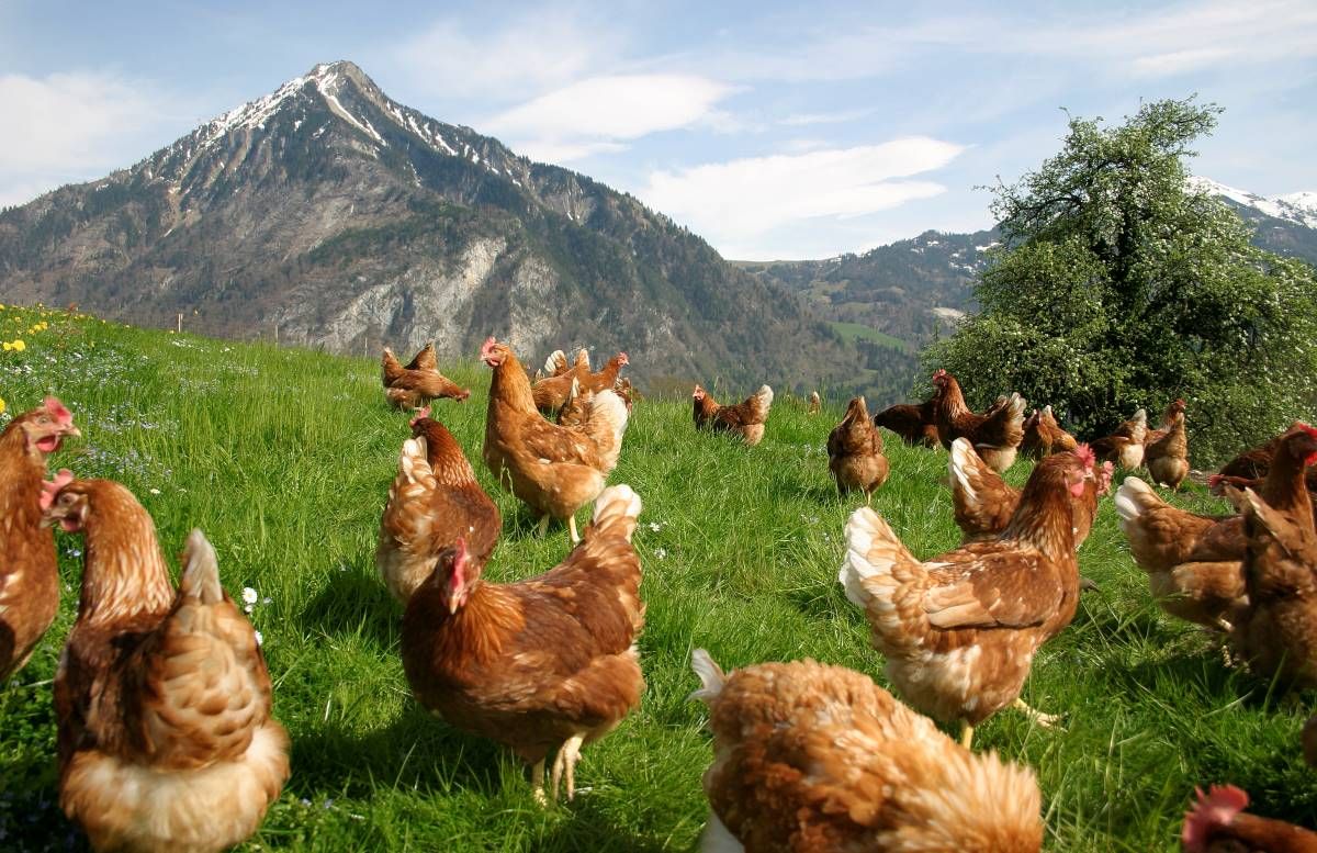 Galline ovaiole in un prato