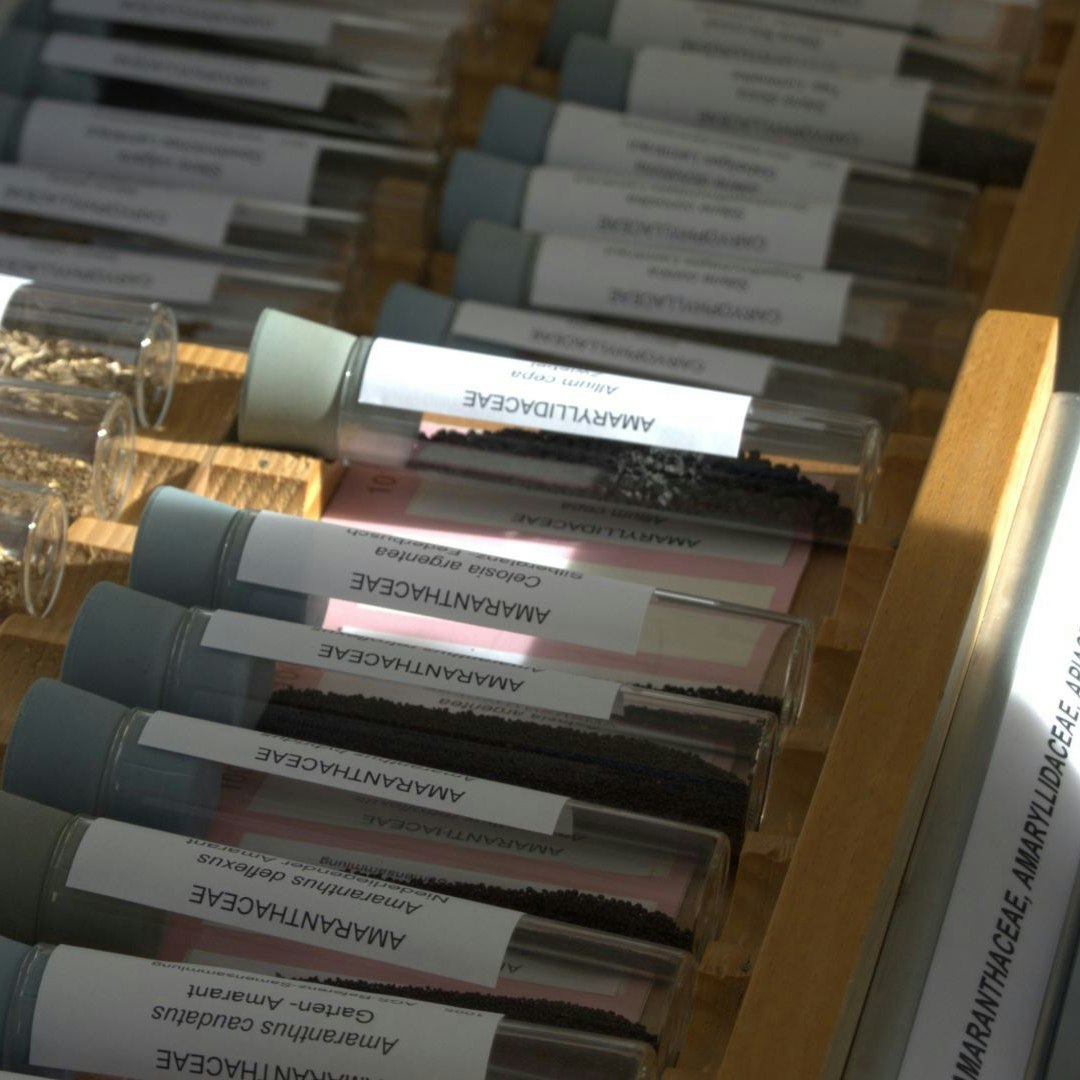 In fase di analisi della purezza è utile basarsi su una collezione di semi di varie piante per identificare i semi di altre specie.