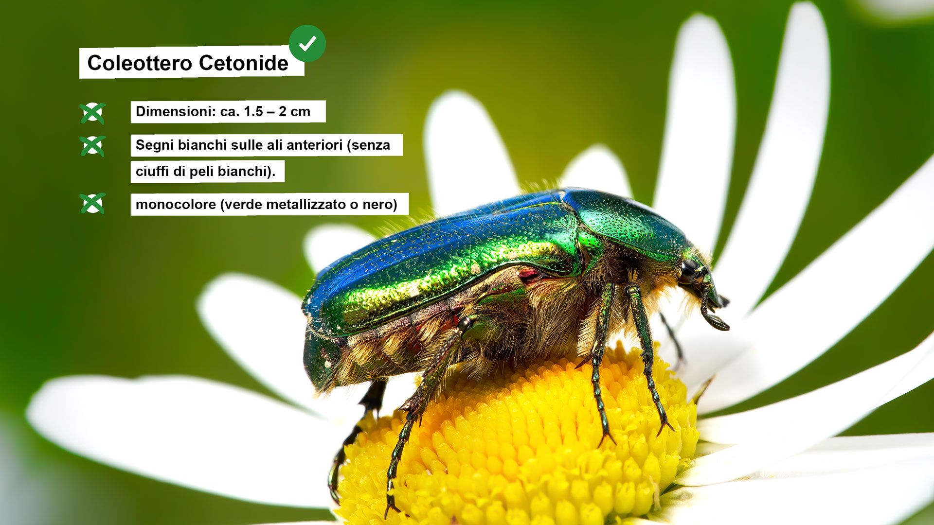 Scheda informativa sul coleottero cetonide