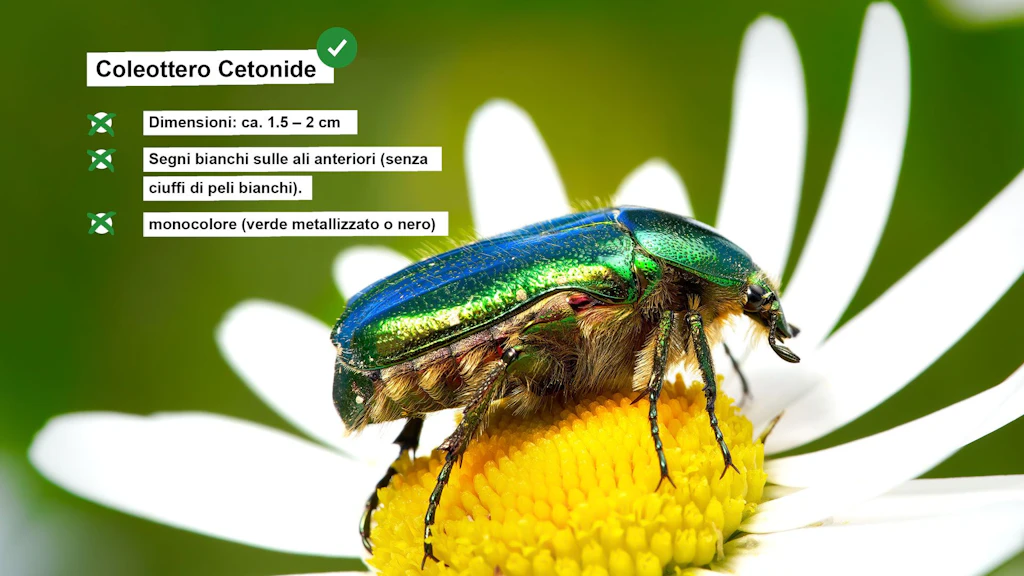 Scheda informativa sul coleottero cetonide