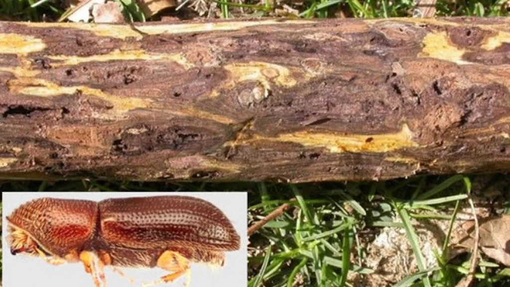 Immagine grande: ramo scortecciato di un noce nero (Juglans nigra) con forte infestazione. Immagine piccola: scolitide del noce (Pityophthorus juglandis), vettore del fungo Geosmithia morbida.