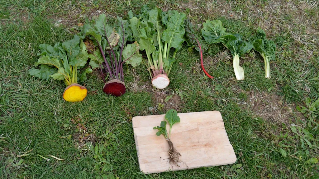 Diverse varietà di Beta vulgaris in un campo. In primo piano c'è la varietà selvatica, che è molto più piccola.