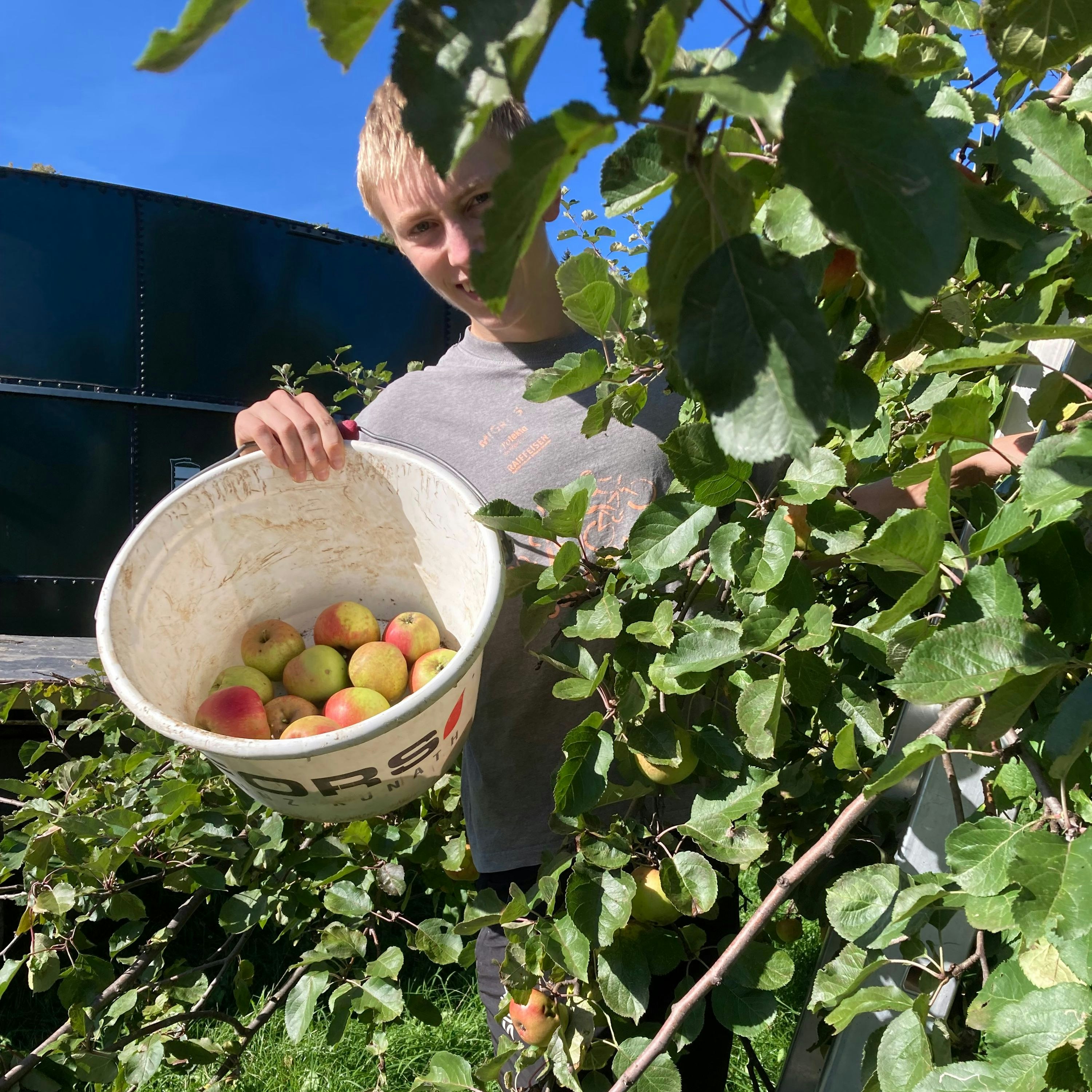 Mele appena raccolte in un contenitore