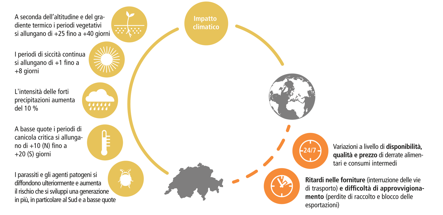 Lo schema mostra una linea circolare con un riquadro a forma di cerchio «Impatto climatico» a ore dodici, la Terra a ore tre e la Svizzera a ore sei. Ci sono cinque simboli lungo la linea circolare sul lato sinistro che rappresentano l'impatto climatico diretto sulla Svizzera. Due simboli si trovano in basso a destra e rappresentano gli effetti indiretti della Terra sulla Svizzera. I simboli sono contrassegnati. Il simbolo in alto a sinistra mostra una piantina, accanto alla quale è riportata la didascalia: «A seconda dell’altitudine e del gradiente termico i periodi vegetativi si allungano di +25 fino a +40 giorni». Il simbolo in basso mostra un sole con scritto: «I periodi di siccità continua si allungano di +1 fino a +8 giorni». Accanto al simbolo successivo una nuvola con gocce di pioggia e la didascalia: «L'intensità delle forti precipitazioni aumenta del 10 %». Il simbolo successivo è un termometro, accanto al quale c’è scritto: «A basse quote i periodi di canicola critica si allungano di +10 (N) fino a +20 (S) giorni». Il simbolo in basso mostra un coleottero, corredato dal testo: «I parassiti e gli agenti patogeni si diffondono ulteriormente e aumenta il rischio che si sviluppi una generazione in più, in particolare al Sud e a basse quote». Il simbolo in alto sul lato destro mostra una linea circolare con la dicitura «24/7». È accompagnato dal testo: «Variazioni a livello di disponibilità, qualità e prezzo di derrate alimentari e consumi intermedi». Il simbolo inferiore rappresenta un orologio e accanto ad esso si trova il testo: «Ritardi nelle forniture (interruzione delle vie di trasporto) e difficoltà di approvvigionamento (perdite di raccolto e blocco delle esportazioni)».
